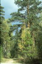 Forest-park protective zone. The Novokavgolovsky forest-park in summer