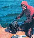 Подводные археологические работы в Выборгском заливе