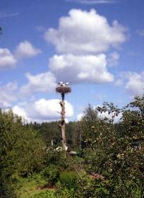 Forest reserve. A nest of storks in an arboretum